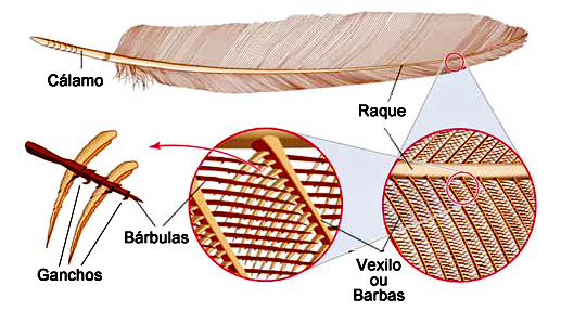 As Aves – Características, classificação e evolução