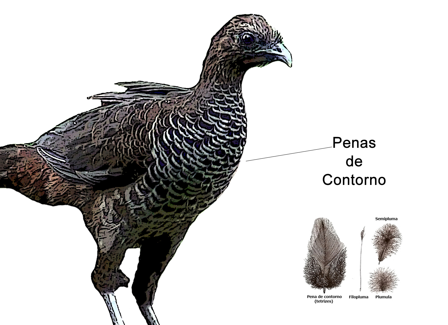características das aves ornithos escola