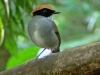 Conopophaga melanops