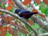 Euphonia pectoralis