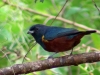 Euphonia pectoralis