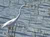 Ardea alba