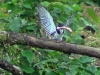 Chloroceryle amazona