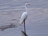 Ardea alba