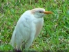 Bubulcus Ibis