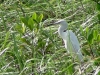 Egretta caerulea