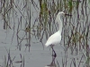 Egretta thula