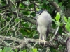 Nycticorax nycticorax