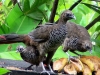 Aracuãs (família)