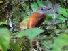 Capitão-de-saíra