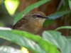 Conopophaga melanops