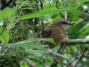 Conopophaga melanops