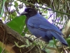 Cyanocorax caeruleus