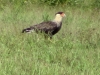 Caracara plancus