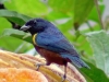 Euphonia pectoralis