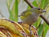 Euphonia pectoralis