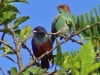 Euphonia pectoralis