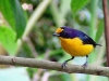 Euphonia violacea