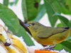 Euphonia violacea