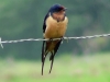 Hirundo rustica