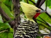 Pica-pau-de-cabeça-amarela (macho)