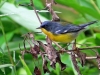 Parula pitiayumi