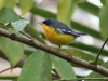 Parula pitiayumi