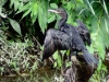 Phalacrocorax brasilianus