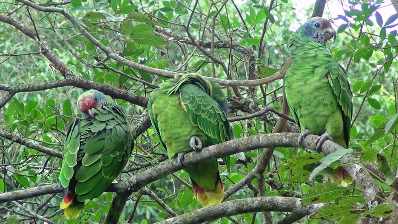 Amazona braziliensis