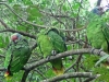 Amazona braziliensis