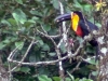 Ramphastos vitellinus