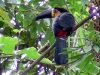 Ramphastos vitellinus