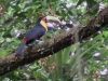 Ramphastos dicolorus