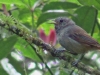 Myrmotherula unicolor