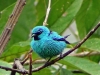 Dacnis nigripes