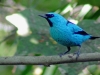 Dacnis nigripes