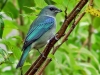 Tangara cyanoptera