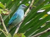 Tangara cyanoptera