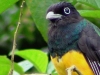 Trogon viridis