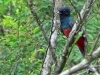 Trogon surrucura