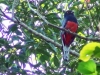 Trogon surrucura