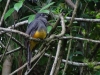 Trogon viridis