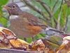 Turdus albicollis