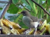 Turdus amaurochalinus