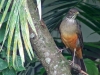 Turdus rufiventris