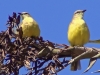 Machetornis rixosa