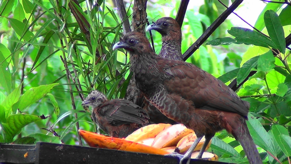 Ortalis guttata - Aracuã - Speckled Chachalaca