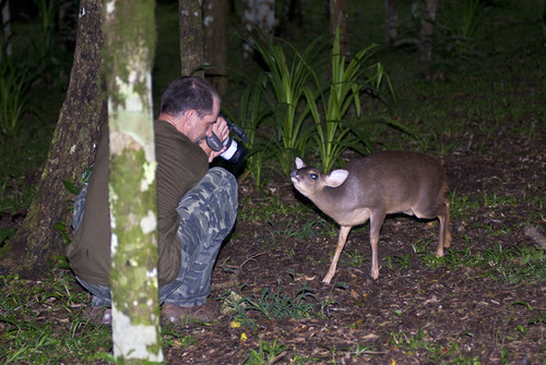 Filming a friendly deer