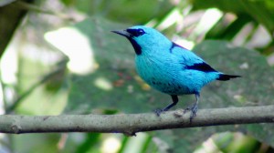 Dacnis nigripes