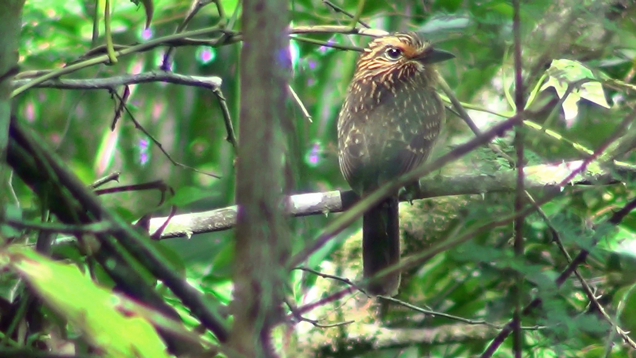 Malacoptila striata - barbudo-rajado - crescent-chested puffbird